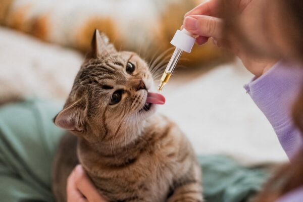 CBD für Katzen
