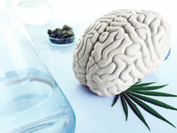 sorgt Cannabis für eine veränderte Hirnstruktur? Ein Hirnmodel und ein Cannabisblatt inklusive Blüten.