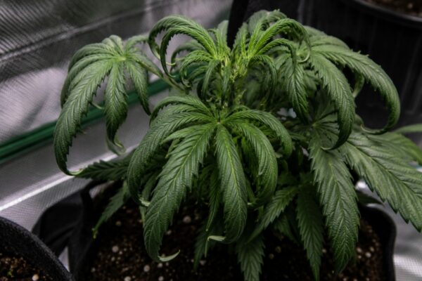 Adlerkralle Cannabis