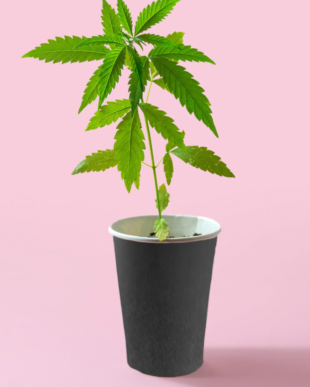 Cannabis Steckling in Nährstofflösung