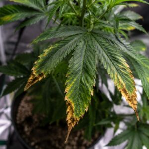 Cannabis Überdüngung erkennen und behandeln