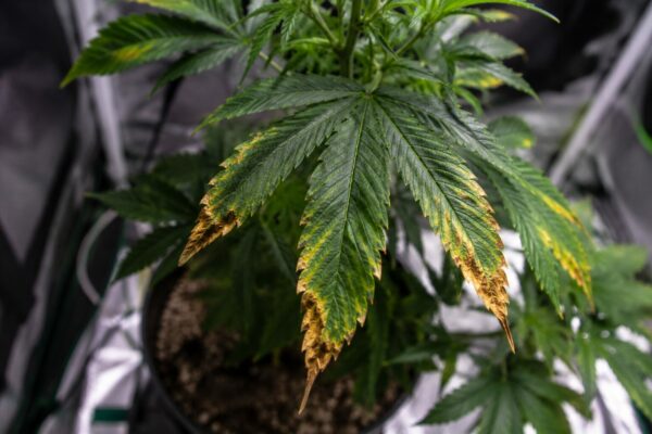 Cannabis Überdüngung erkennen und behandeln