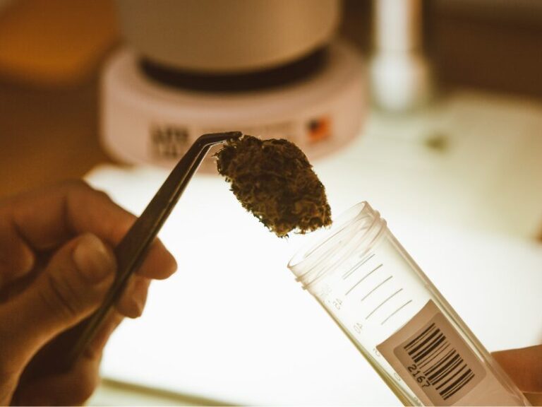 BLE Cannabis Forschungsprojekte: die ersten 4 genehmigt