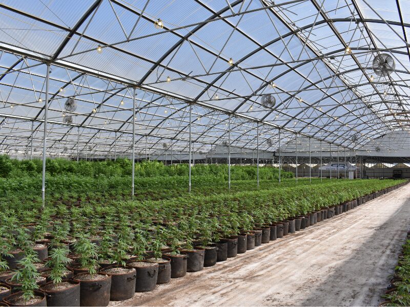 Die aktuellen Zahlen zu den Cannabis Anbauvereinigungen Deutschland