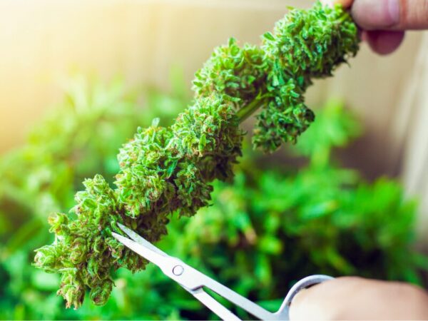 Cannabis wird nass getrimmt