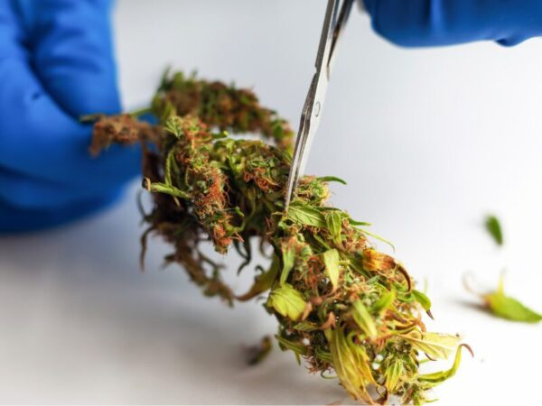 Cannabis trockentrimmen