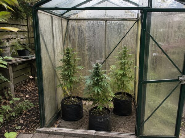 Drei Cannabispflanzen in einem Gewächshaus