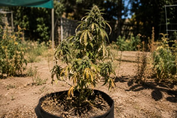 Cannabis Outdoor schützen