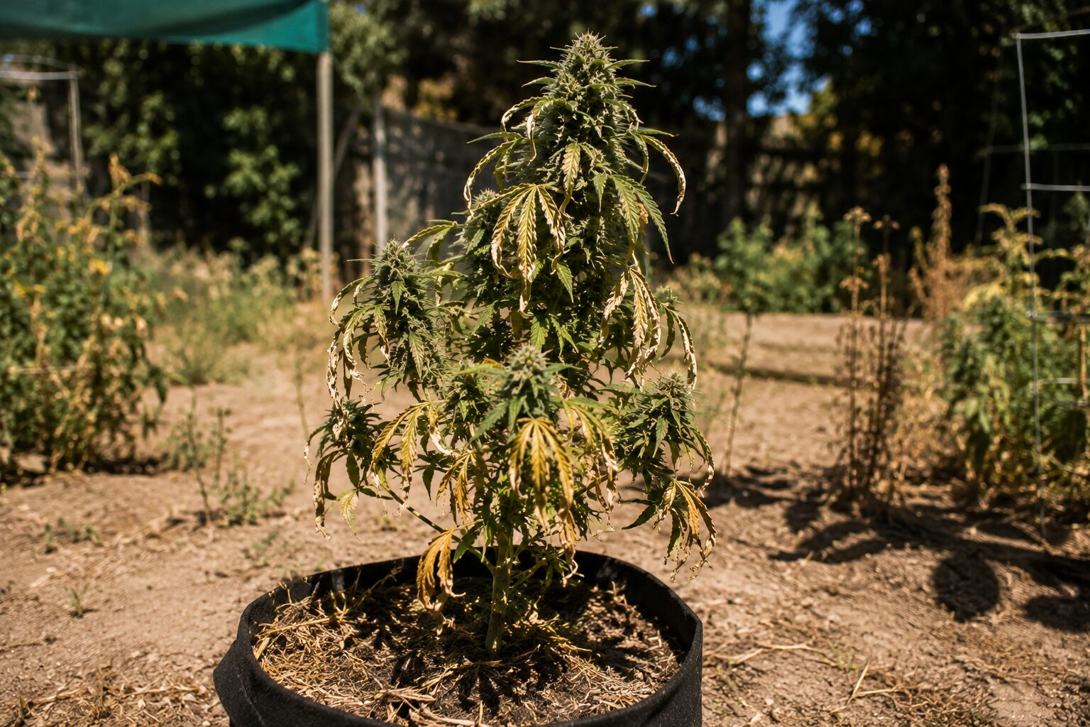 Cannabis Outdoor schützen