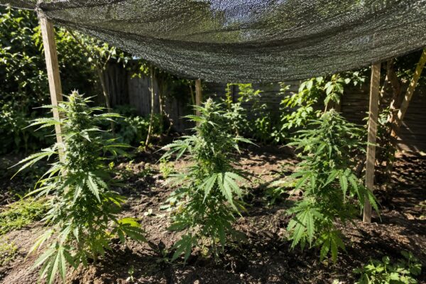 Cannabis Outdoor mit Hitzeschutz