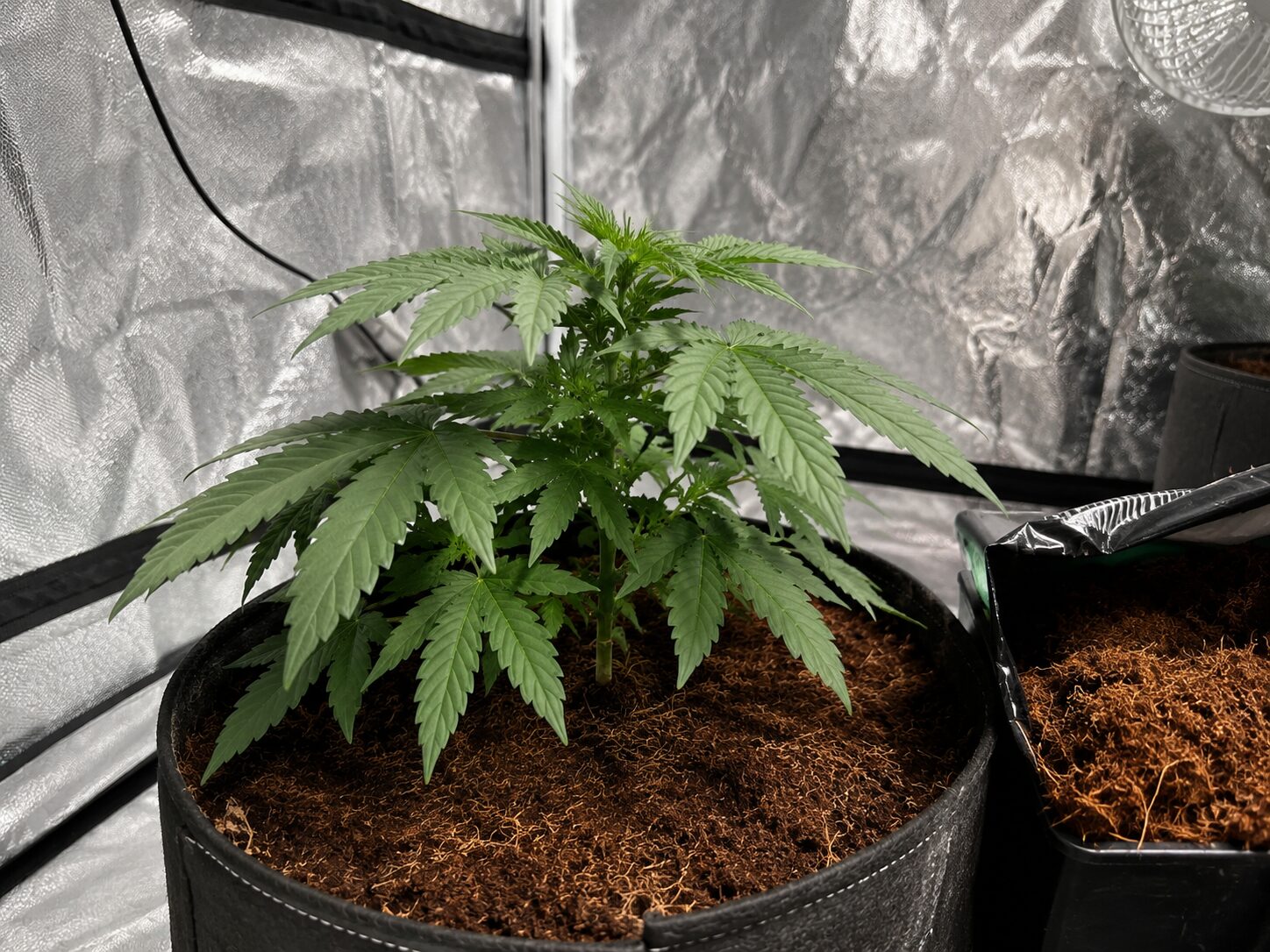 Düngen mit CANNA Coco. Eine Cannabispflanze im Homegrow auf Kokosbasis