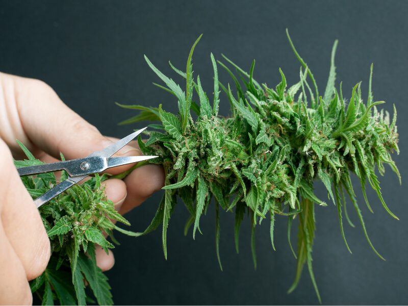 Cannabis nass oder trocken trimmen?