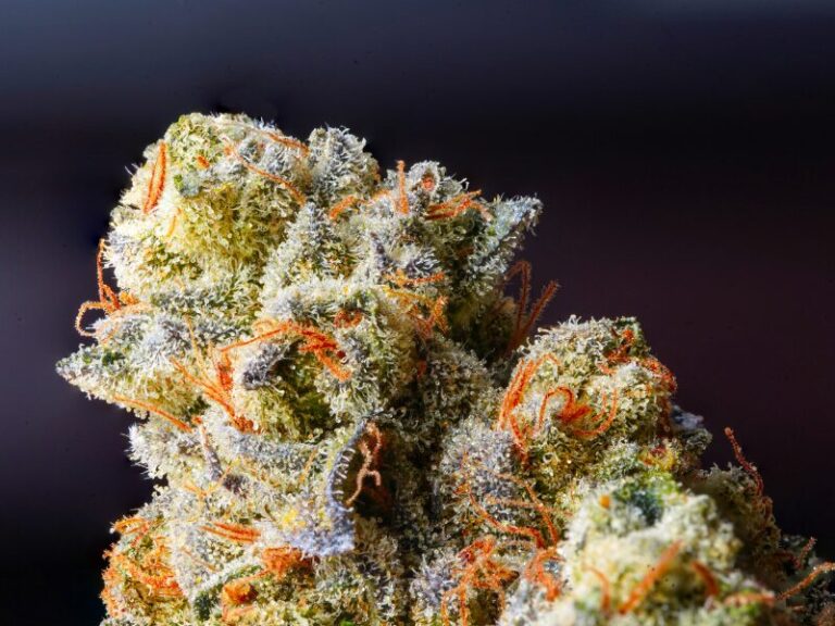 Top 5 Premium Cannabissorten aus der Apotheke 2026: Preise, Genetik und Wirkung im Vergleich